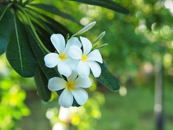 Close-up of white flowering plant