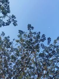 Low angle view of trees against clear blue sky
