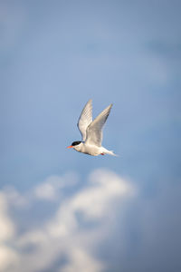 Antarctic tern flies past sunlit ice cliff