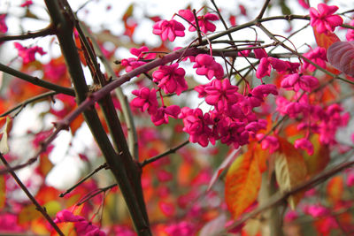 Close-up of pink flowers on tree