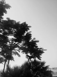 Low angle view of trees against clear sky