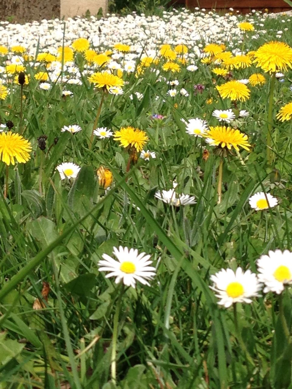 flower, freshness, fragility, petal, yellow, growth, beauty in nature, flower head, field, blooming, daisy, nature, plant, high angle view, in bloom, white color, green color, abundance, leaf, grass