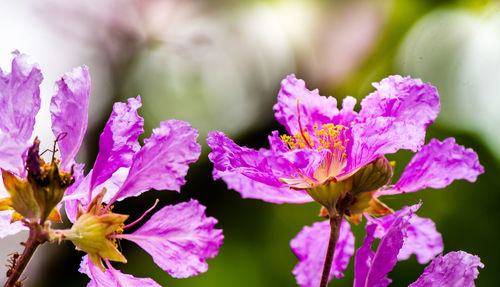 Close-up of purple flowering plant