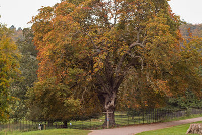 Trees in park during autumn