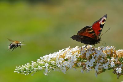 Peacock butterfly and flying bumblebee