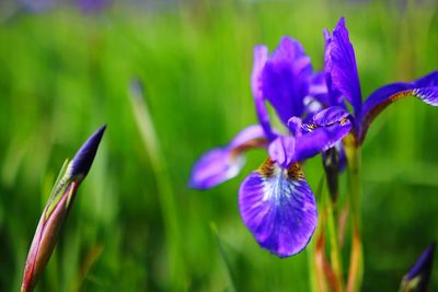 Close-up of purple flowering plant