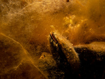 A blue mussel, mytilus edulis, in orange seagrass background