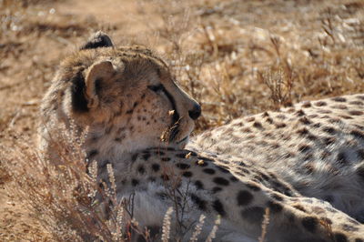 Close-up of a animal