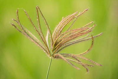 Close-up of plant on field