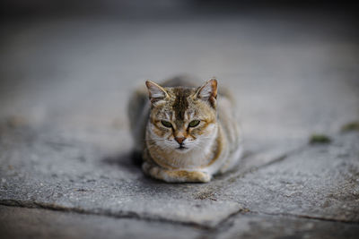 Close-up of stray cat resting on footpath