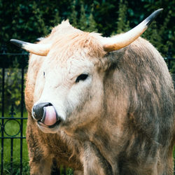 Close-up of a horse on field