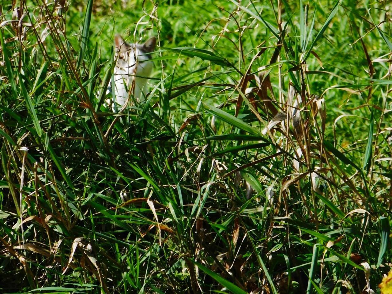 CLOSE-UP OF LIZARD ON GRASS FIELD