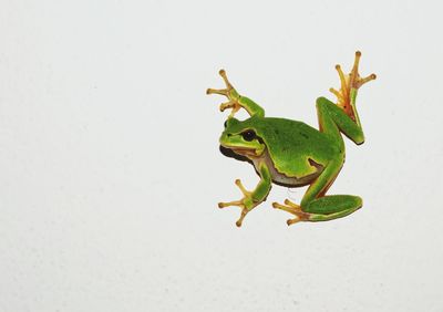 Close-up of frog on white background