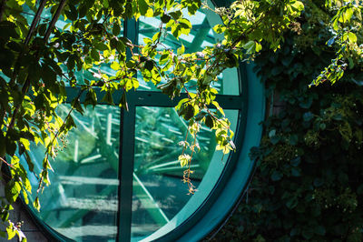 Close-up of plants against window