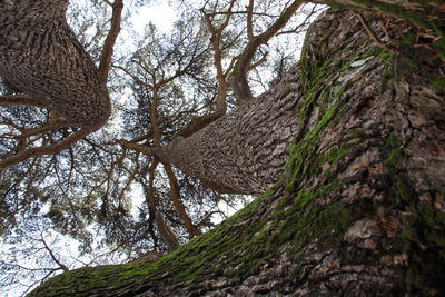 Low angle view of bare trees in forest