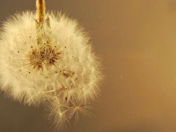 Close-up of dandelion against yellow background