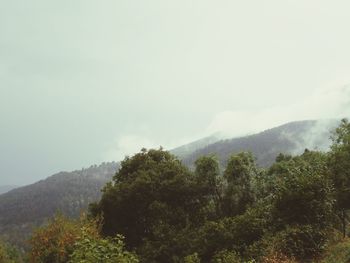 Trees in forest against sky