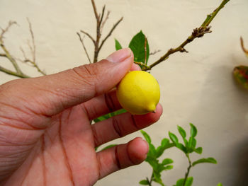 Close-up of hand holding fruit