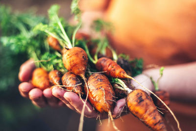 Close-up of hand holding vegetables