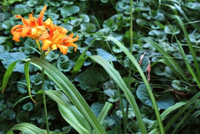 Close-up of orange flower