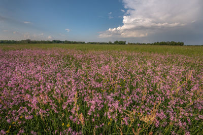 Purple flowering plants on field against sky