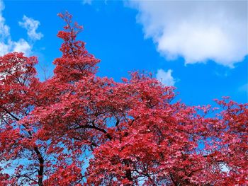 Low angle view of trees against cloudy sky