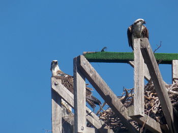 Low angle view of bird perching on wooden post against clear blue sky