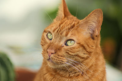 Close-up of young orange domestic cat