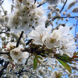 Close-up of white apple blossoms in spring