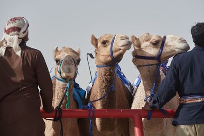 Camels ready for racing