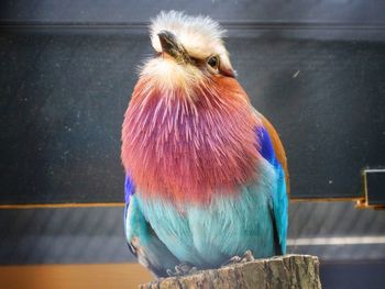 Close-up of parrot perching on wood