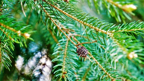 Close-up of lizard on pine tree