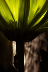 Close-up of flower against blurred background