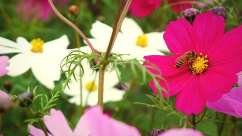 Close-up of bee on pink flowers