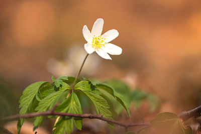 Close-up of white flowering plant