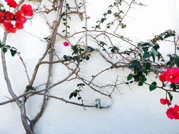 Pink flowers growing on tree