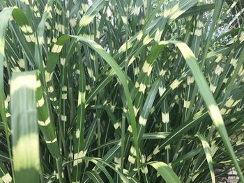 Close-up of fresh green plants in field