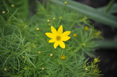 High angle view of yellow flowering plant on field