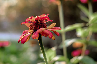 Close-up of pink flowering plant