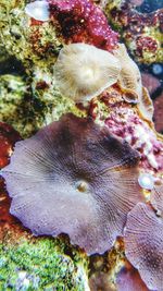 Close-up of coral in aquarium