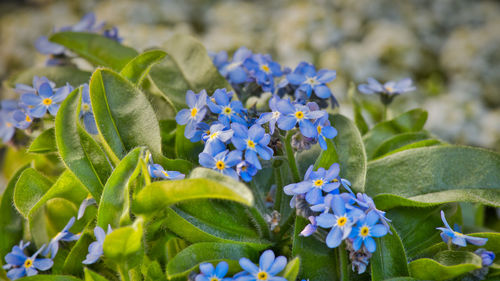 Close-up of purple flowering plant