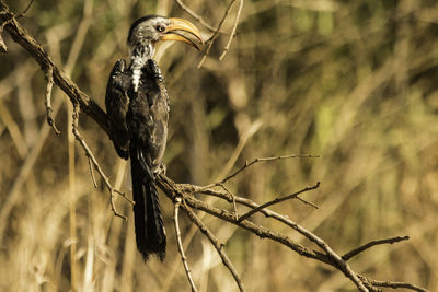 Close-up of bird on plant
