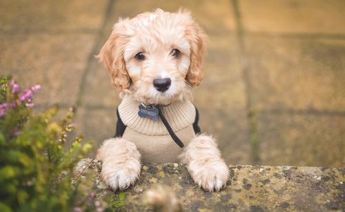 Close-up portrait of puppy