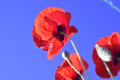 Close-up of red poppy against blue sky