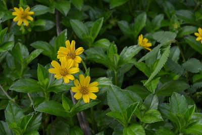 Close-up of yellow flowers blooming outdoors