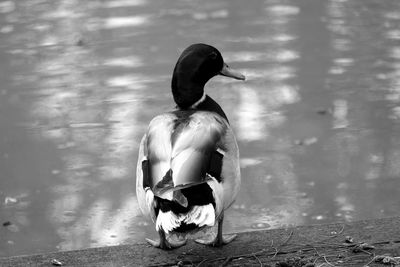 Close-up rear view of a duck