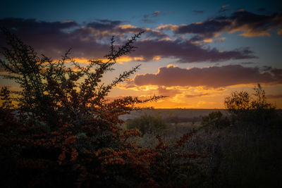 Pyracantha coccinea bushes backlit with amazing colorful sunset or sunrise on a steppe land