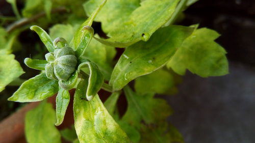 Close-up of green plant