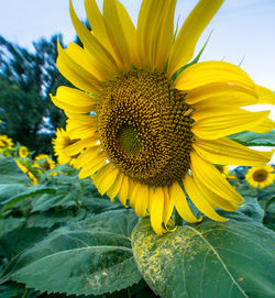 Close-up of sunflower