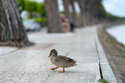 Close-up of bird perching on retaining wall